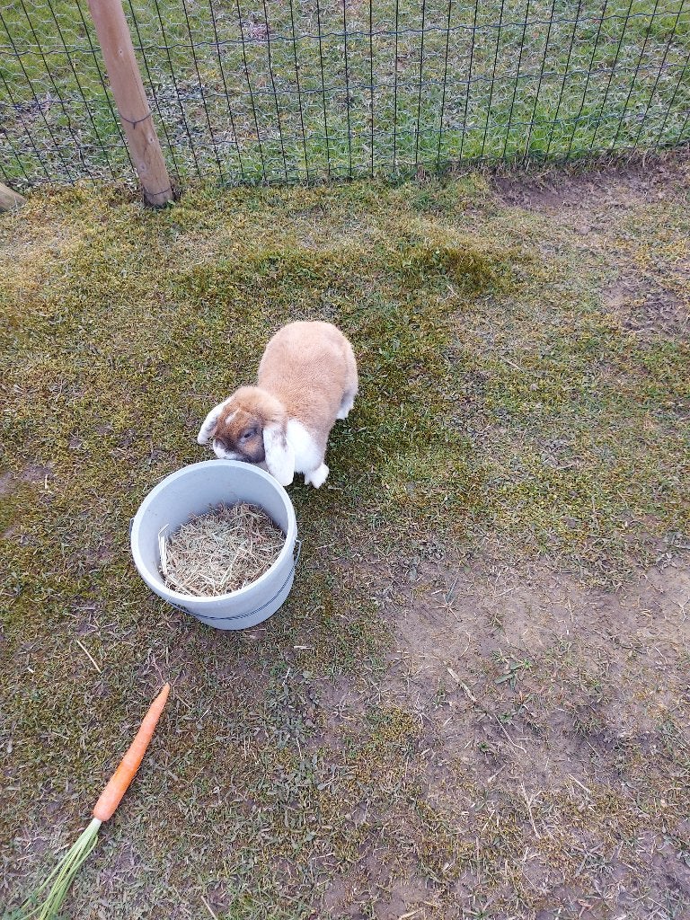 Hangoor dwergkonijn (vrouw), Dieren en Toebehoren, Konijnen, Vrouwelijk, Hangoor