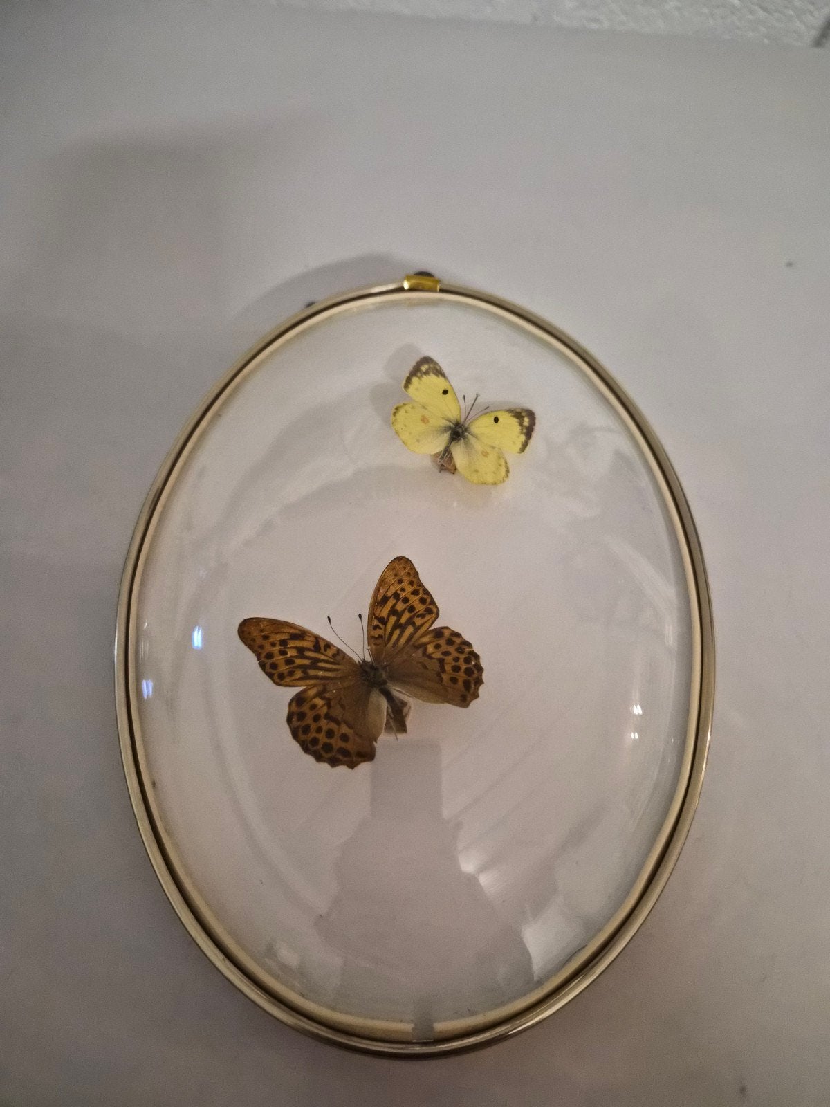 Taxidermie vlinders in schilderij., Animaux & Accessoires