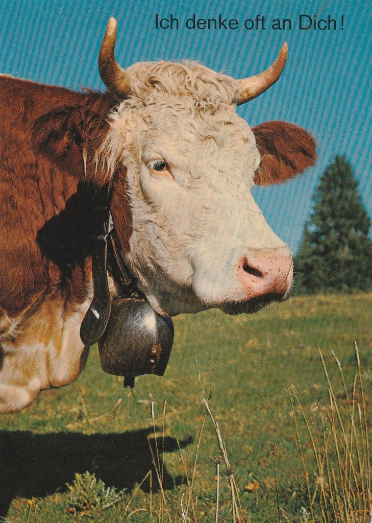 KOE  MET  BEL, Verzamelen, Postkaarten | Dieren, Ophalen of Verzenden, Ongelopen, Overige soorten