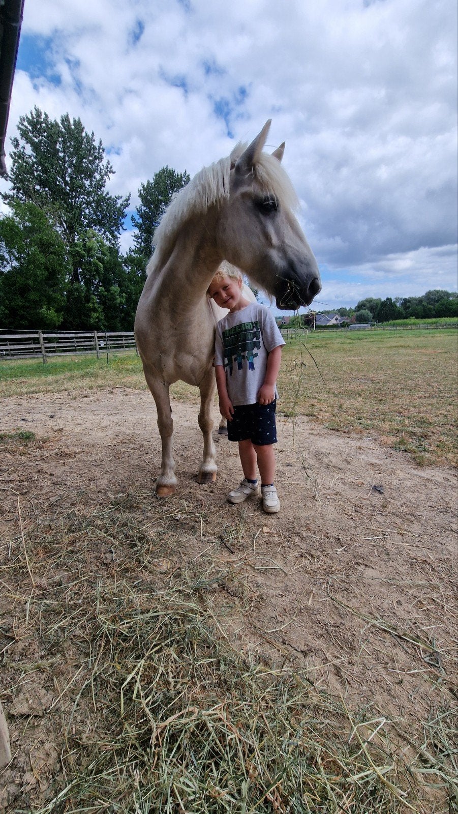✨️ prachtige palomino c pony ✨️, Dieren en Toebehoren, Ruin, C pony (1.27m tot 1.37m), Recreatiepony, 7 tot 10 jaar