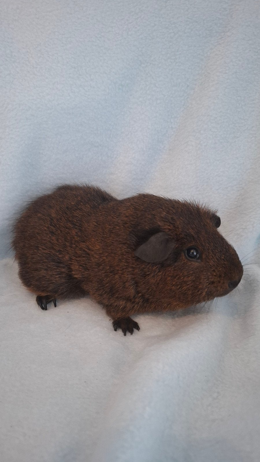 cavia beertjes, Augustus, Mannelijk, Cavia