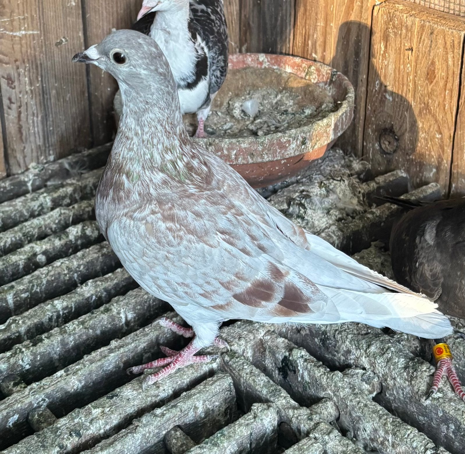 Jonge reisduiven, Dieren en Toebehoren