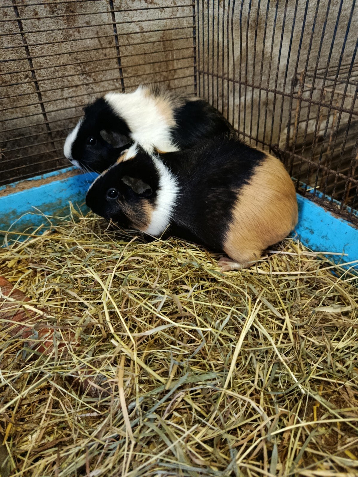 Cavia zeugjes, Dieren en Toebehoren, Cavia, Vrouwelijk, November, Tam