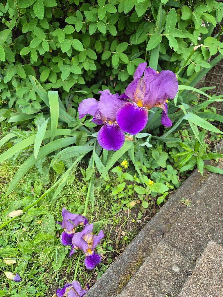 Kruiden bloemen aardbei, Tuin en Terras, Ophalen, Kruiden
