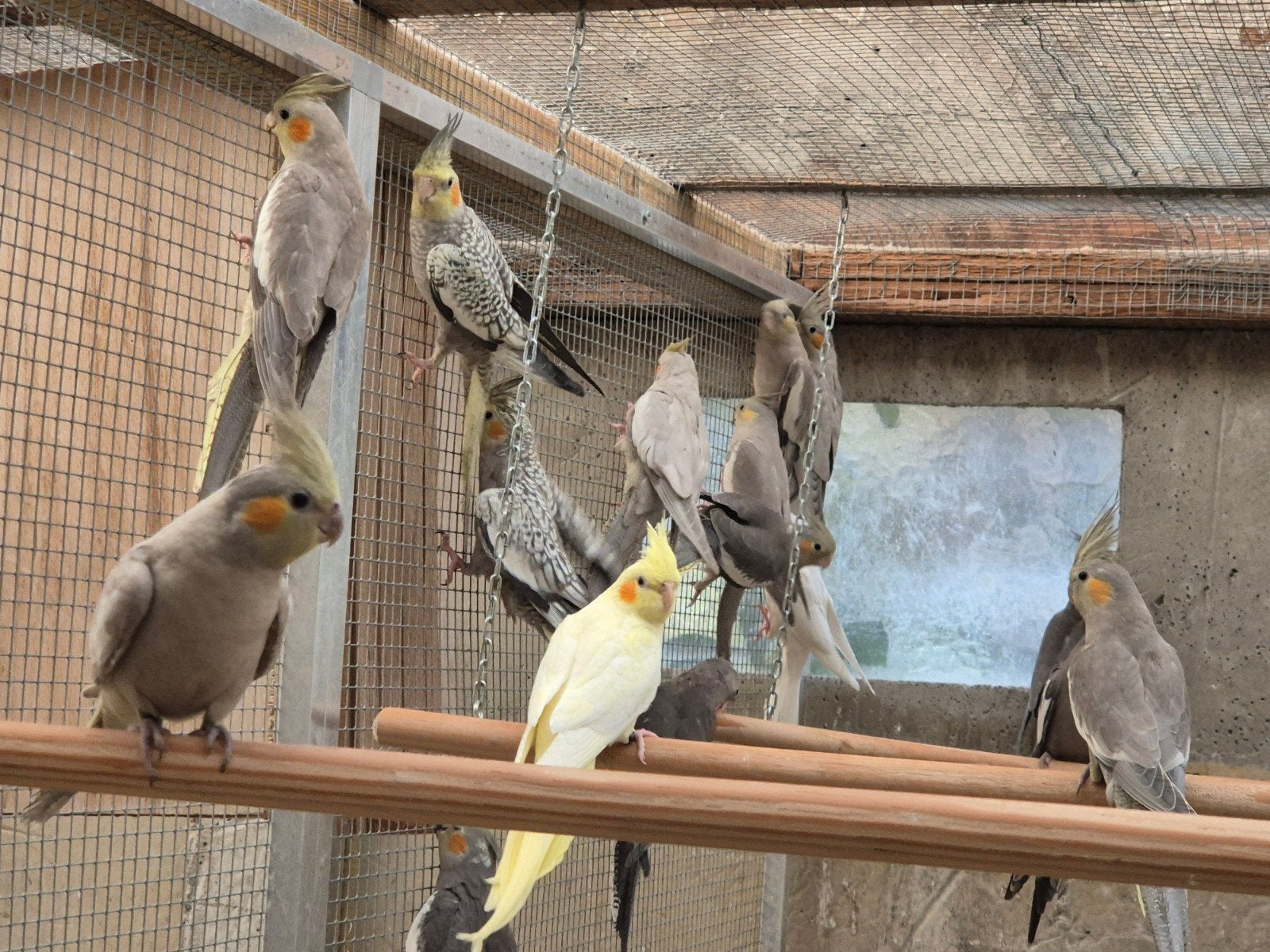 Valkparkieten, Animaux & Accessoires, Oiseaux | Oiseaux Autre, Oiseau tropical, Plusieurs animaux, Bagué