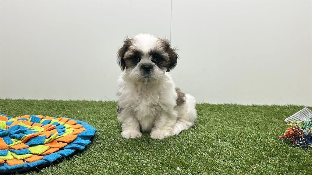 Chiots Shih Tzu, Hépatite contagieuse (maladie de Rubarth), Autres races, Plusieurs, Belgique