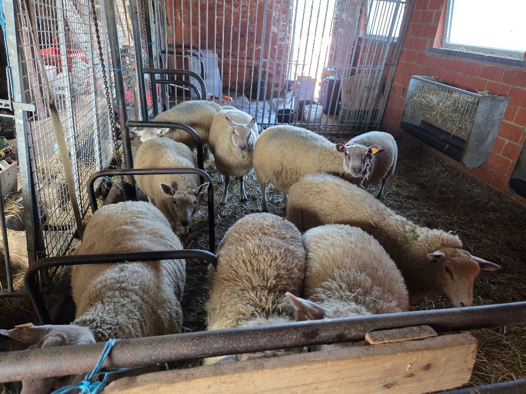 Schapen bokken, Animaux & Accessoires, Mâle, Mouton, 0 à 2 ans