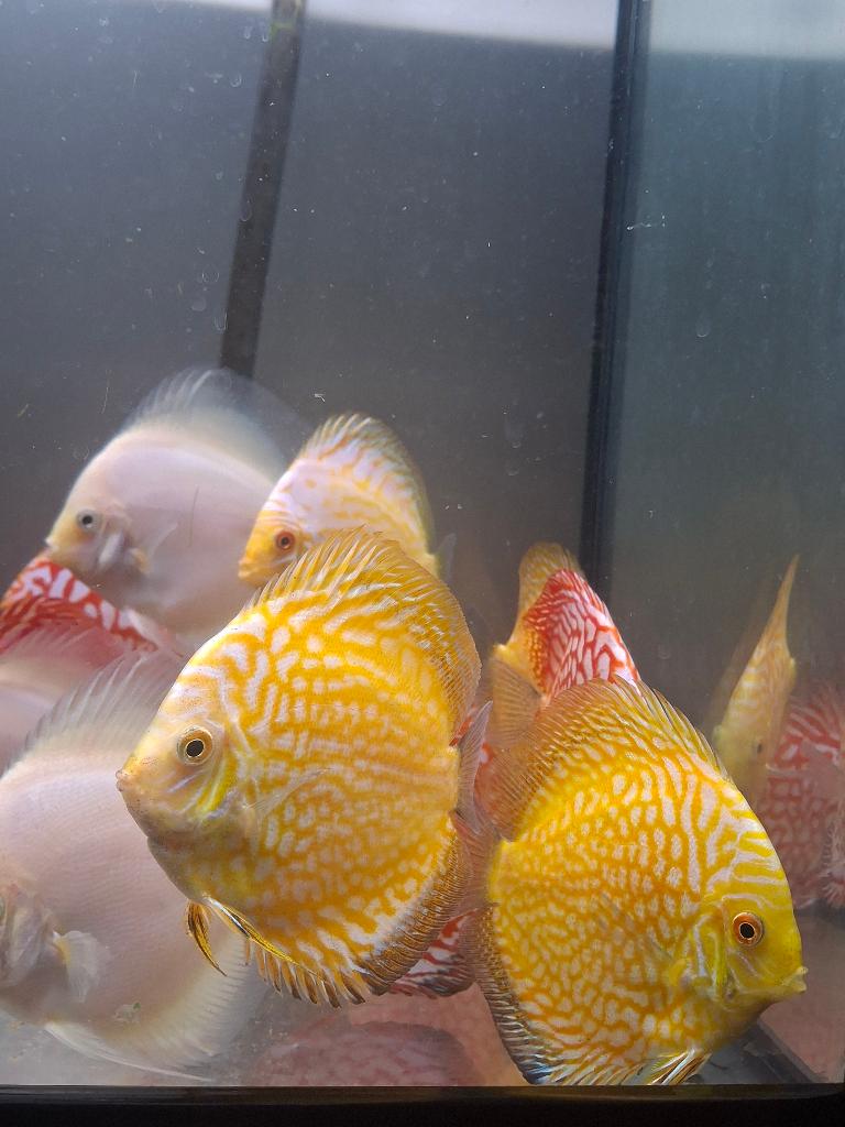 Discus vissen geel & pigeonbloods, Enlèvement