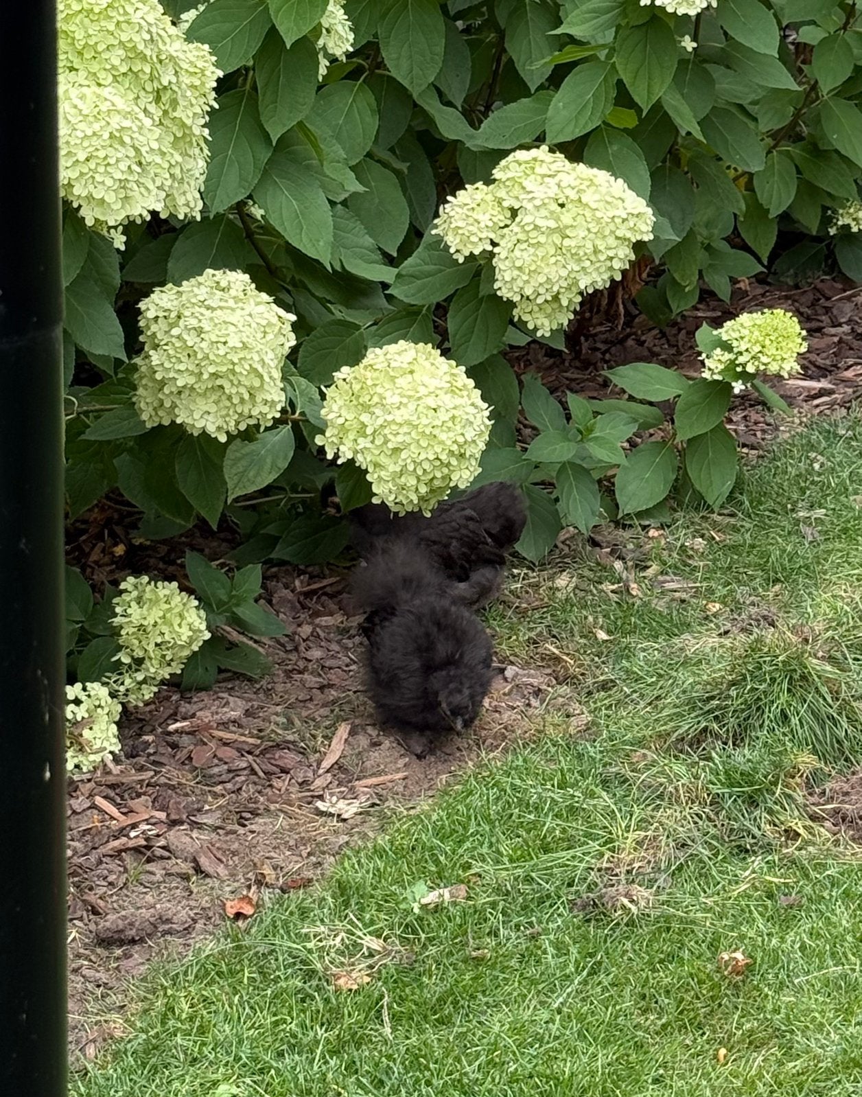 Zijdehoen cochin haan, Dieren en Toebehoren, Mannelijk, Kip
