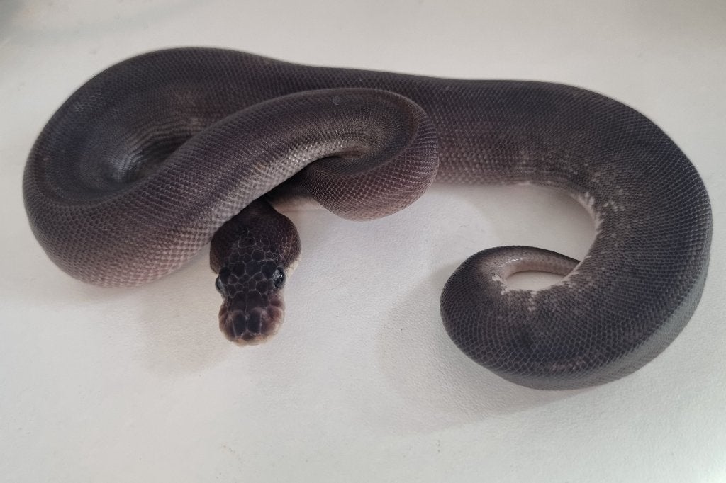 1.0 8 ball ( clown gravel spotnose ) koningspython Ball Python photo 2
