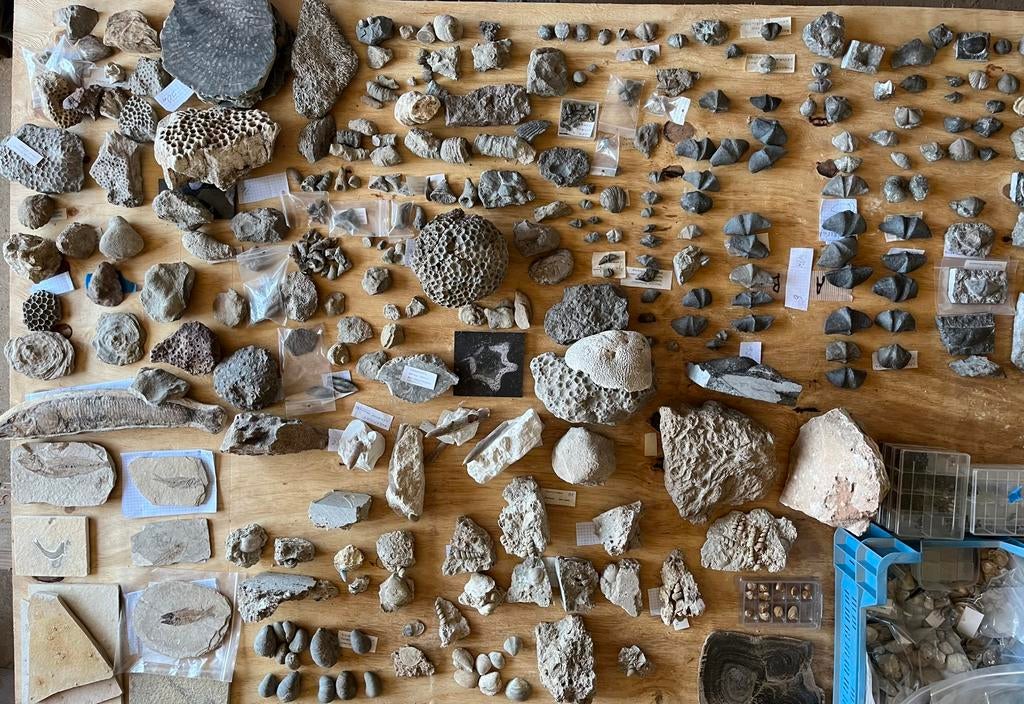 50 jaar oude fossielen verzameling , met zeldzame stukken, Verzamelen, Mineralen en Fossielen, Fossiel, Ophalen