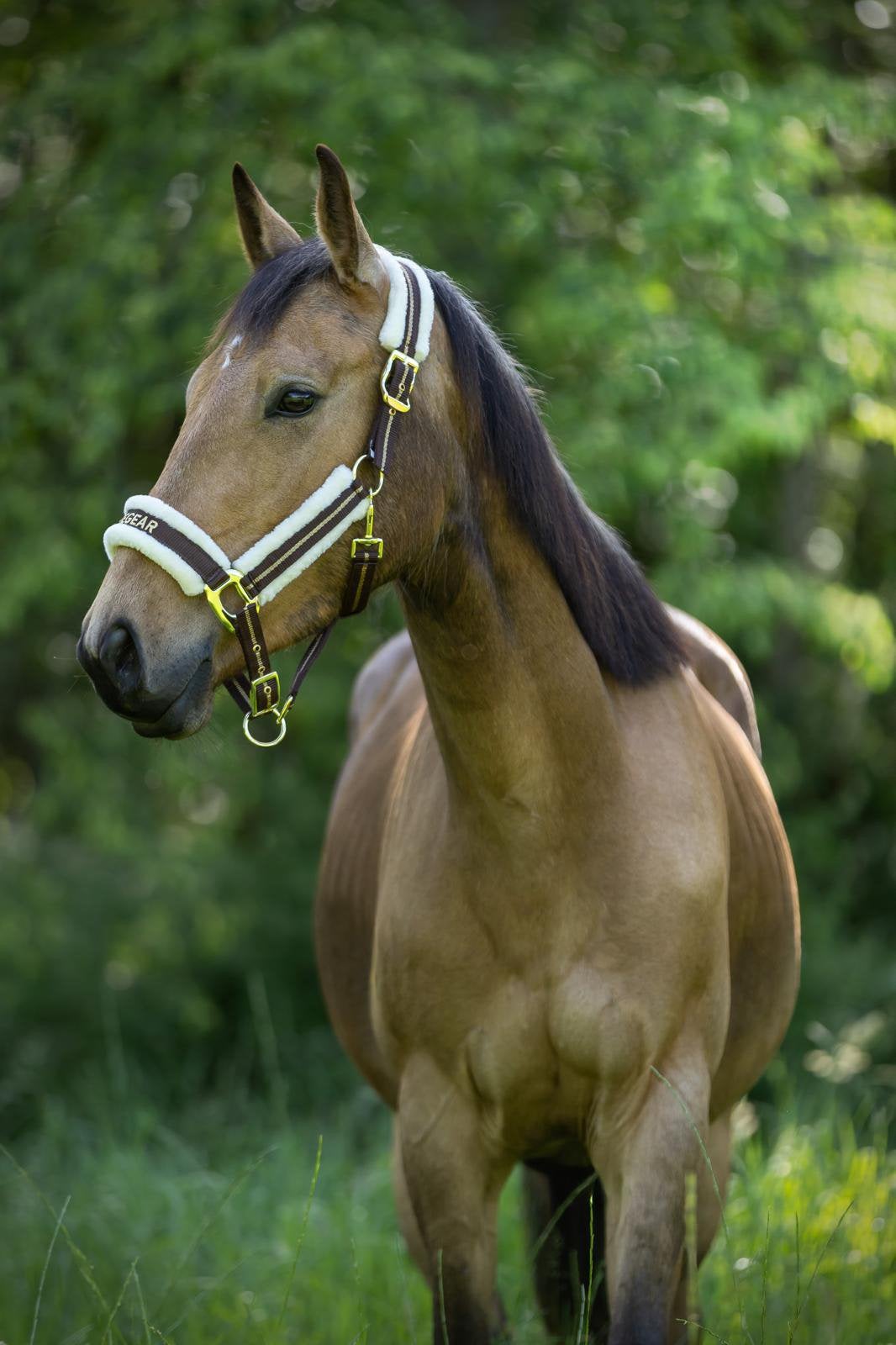 HERMES BY ESCLINIC Z – PRACHTIGE VALKKLEURIGE D-SPORTPONY!, Dieren en Toebehoren, Ruin, M