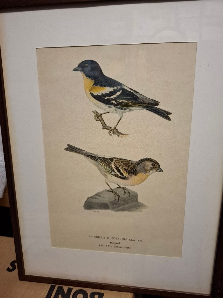 kader met afbeelding bergvink, Ophalen, Met afbeelding