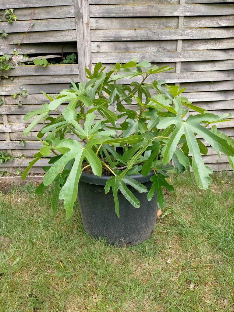 1 jarige vijg in pot, Tuin en Terras, Planten | Tuinplanten, Ophalen, Vaste plant, Fruitplanten, Volle zon