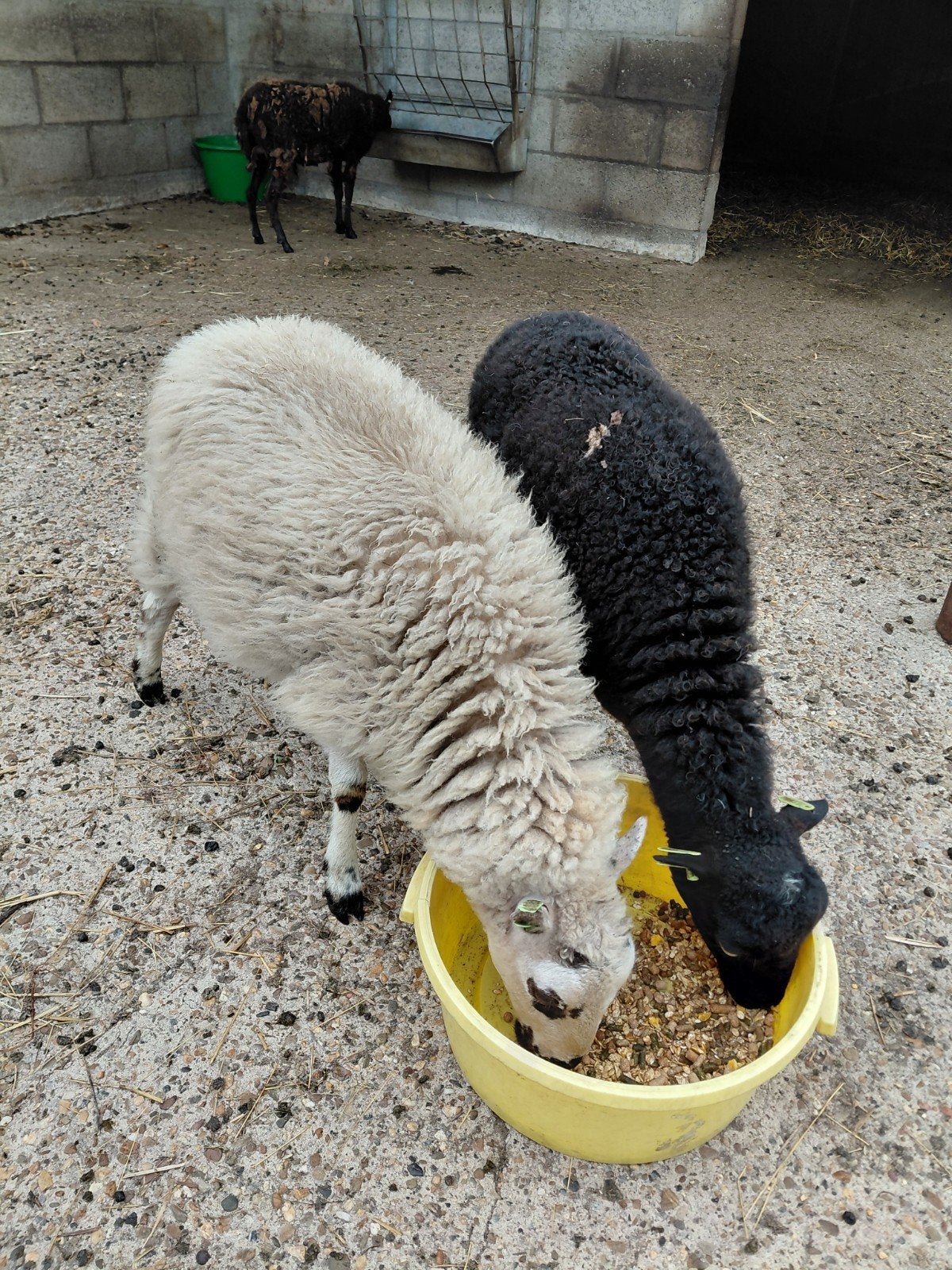 quessant ooien., Dieren en Toebehoren, Schapen, Geiten en Varkens