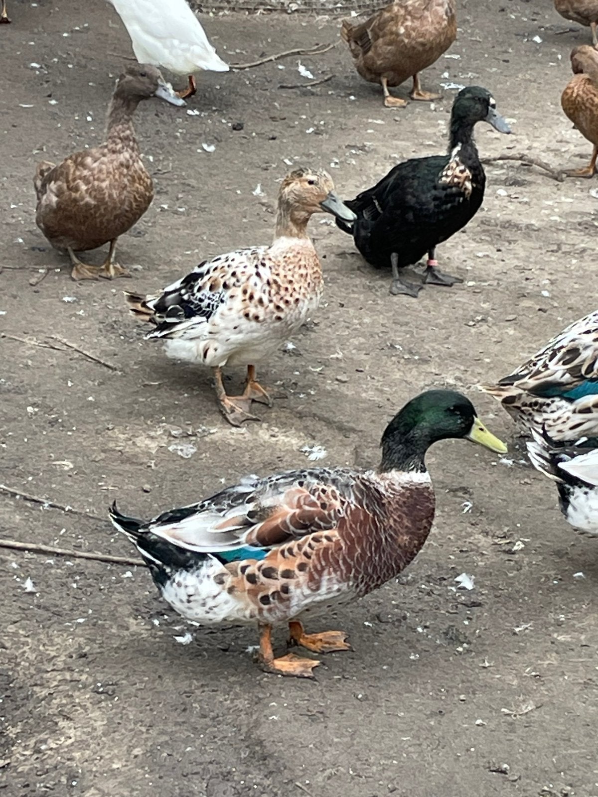 leg eenden streicher eend, Dieren en Toebehoren, Eend