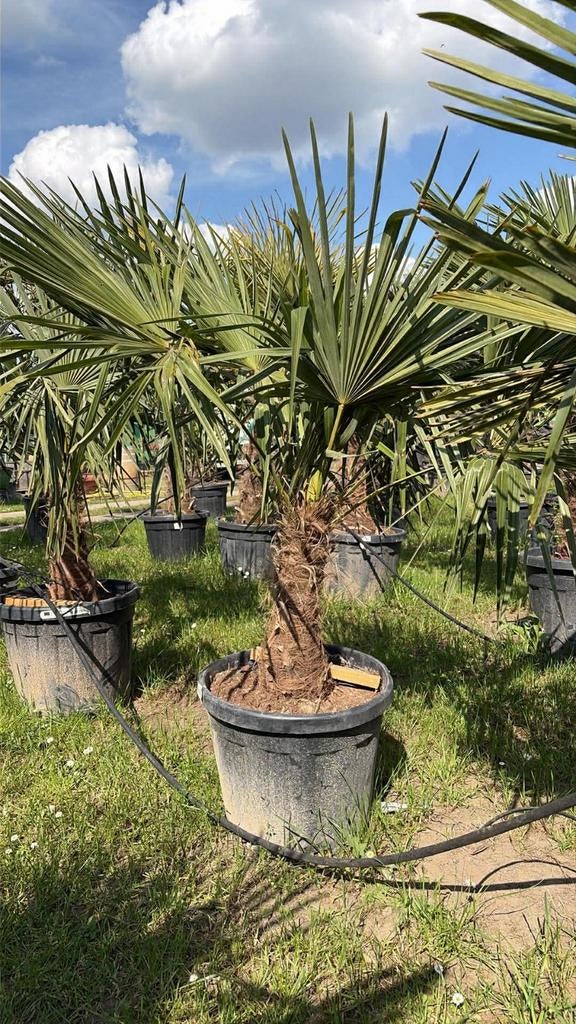 ‼️palmbomen trachycarpus fortunei aan promoprijzen ‼️, Ophalen