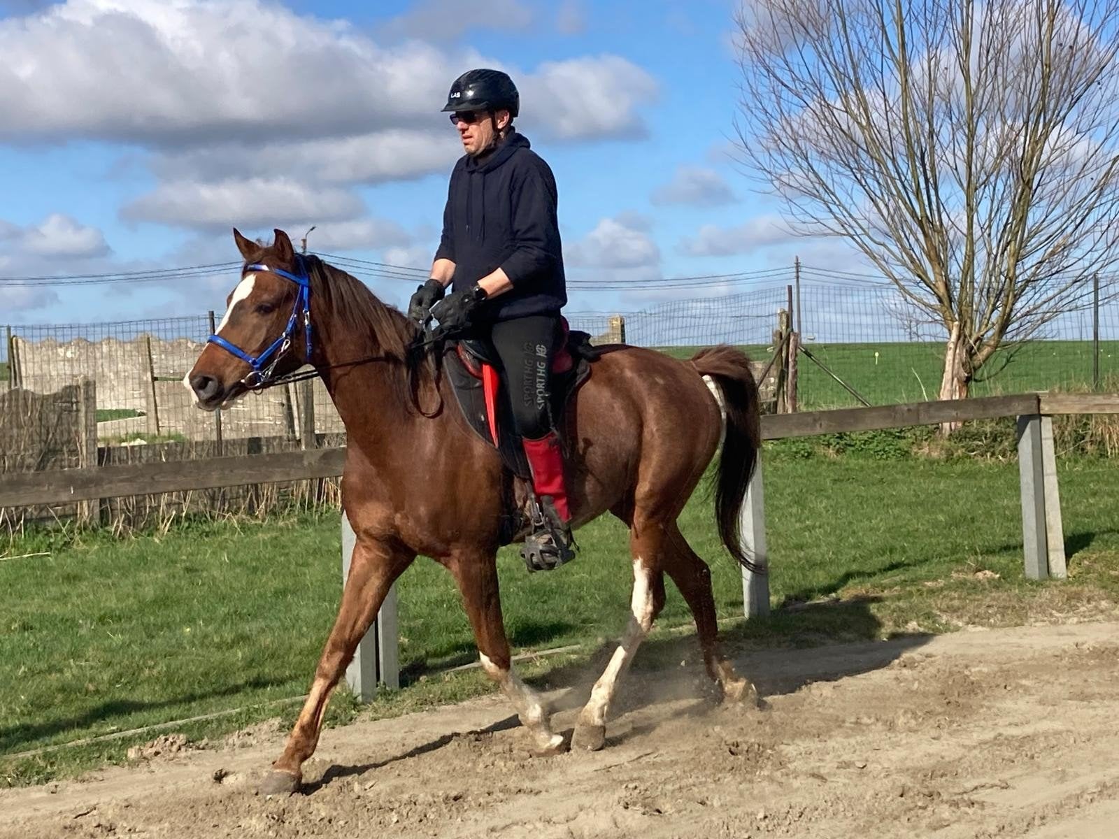 Arabisch volbloed 7jaar oud. Recreatie en gezelschapspaard, Dieren en Toebehoren, Minder dan 160 cm, Met stamboom, Ruin, Zadelmak