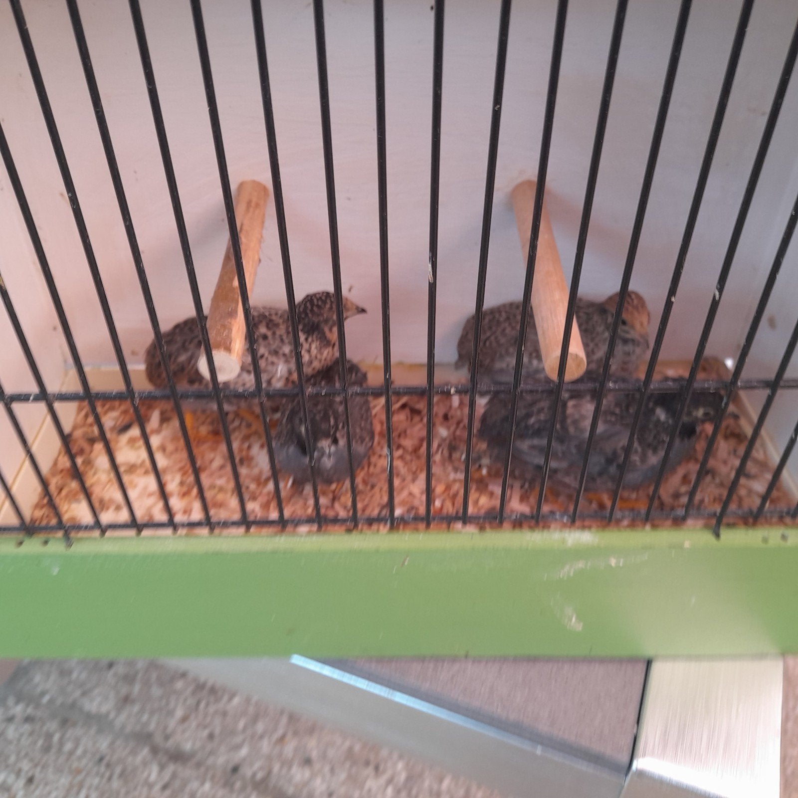 vogels, Dieren en Toebehoren, Vogels | Overige Vogels