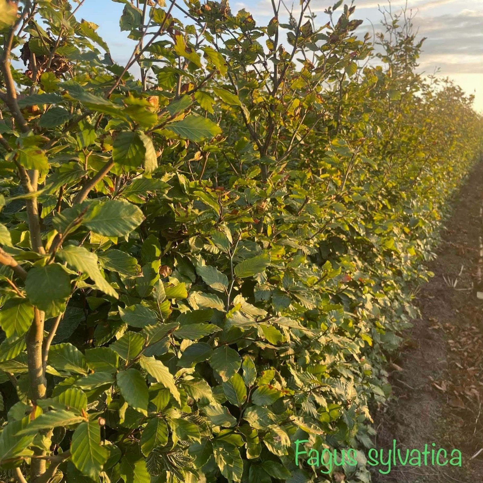 ‼️fagus sylvatica beuk aan promoprijzen ‼️, Jardin & Terrasse, Enlèvement, Charme, Haie