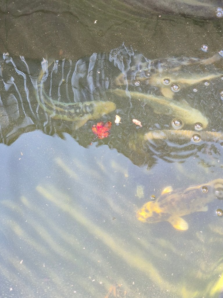 Etang, Enlèvement, Neuf, Autres types