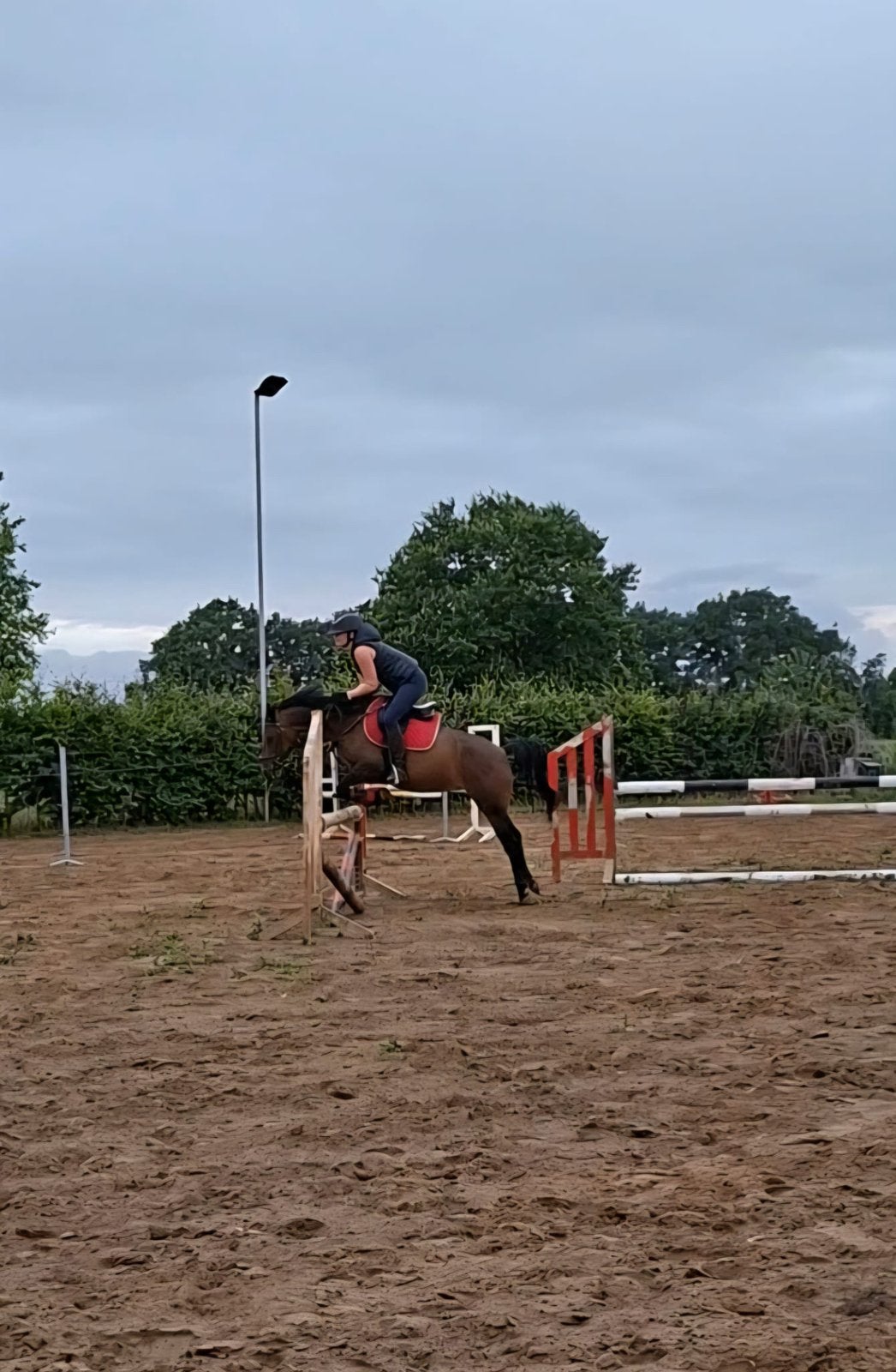 Springpony 1,36 groot 9j merrie, Dieren en Toebehoren, Merrie, Springpony