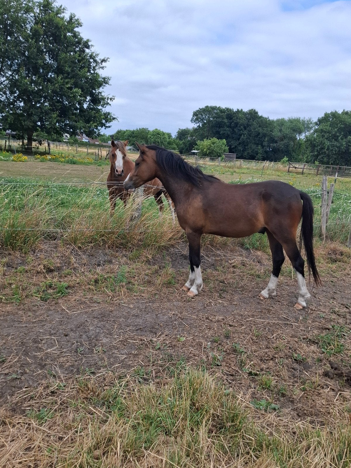C pony 2 jaar, Dieren en Toebehoren, Pony's, Ruin, B, C pony (1.27m tot 1.37m), 0 tot 2 jaar, Ontwormd