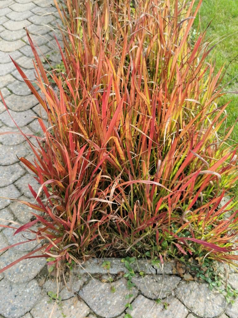 'Red Baron' JAPANS BLOEDGRAS, Jardin & Terrasse, Plantes | Jardin, Enlèvement