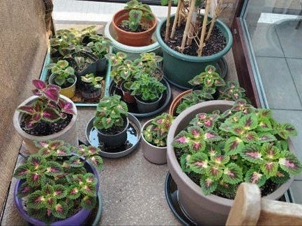 Plantes - boutures _ jeunes Coleus en pot., Jardin & Terrasse, Enlèvement ou Envoi, Mi-ombre