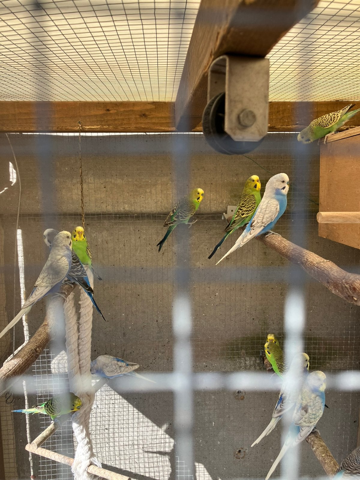 3 koppels groene grasparkieten, Meerdere dieren, Parkiet