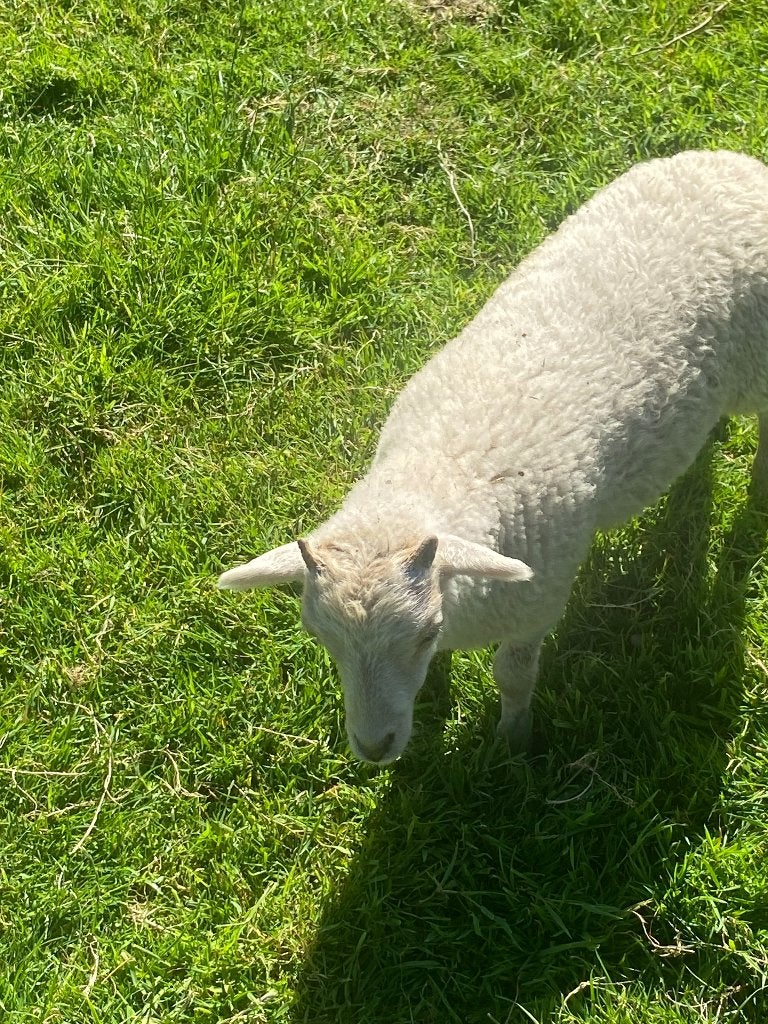 Quessant ramlammetjes, Dieren en Toebehoren, Mannelijk, Schaap, 0 tot 2 jaar