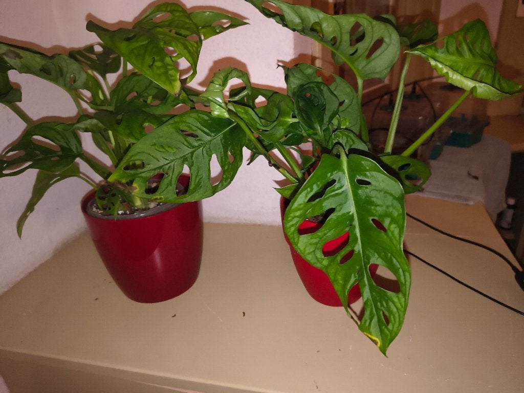 Monstera Monkey Mask, Autres espèces, En pot, Moins de 100 cm, Enlèvement