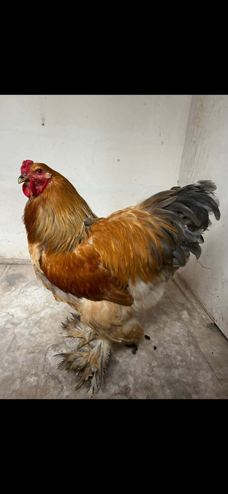 Brahma kweekhaan, Dieren en Toebehoren, Pluimvee