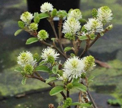 Fothergilla major (lampenpoetserstruik) - NU PLANTEN, Enlèvement, Arbuste, 100 à 250 cm