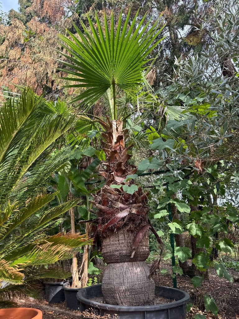 Washingtonia filifera met dikke stam, Ophalen
