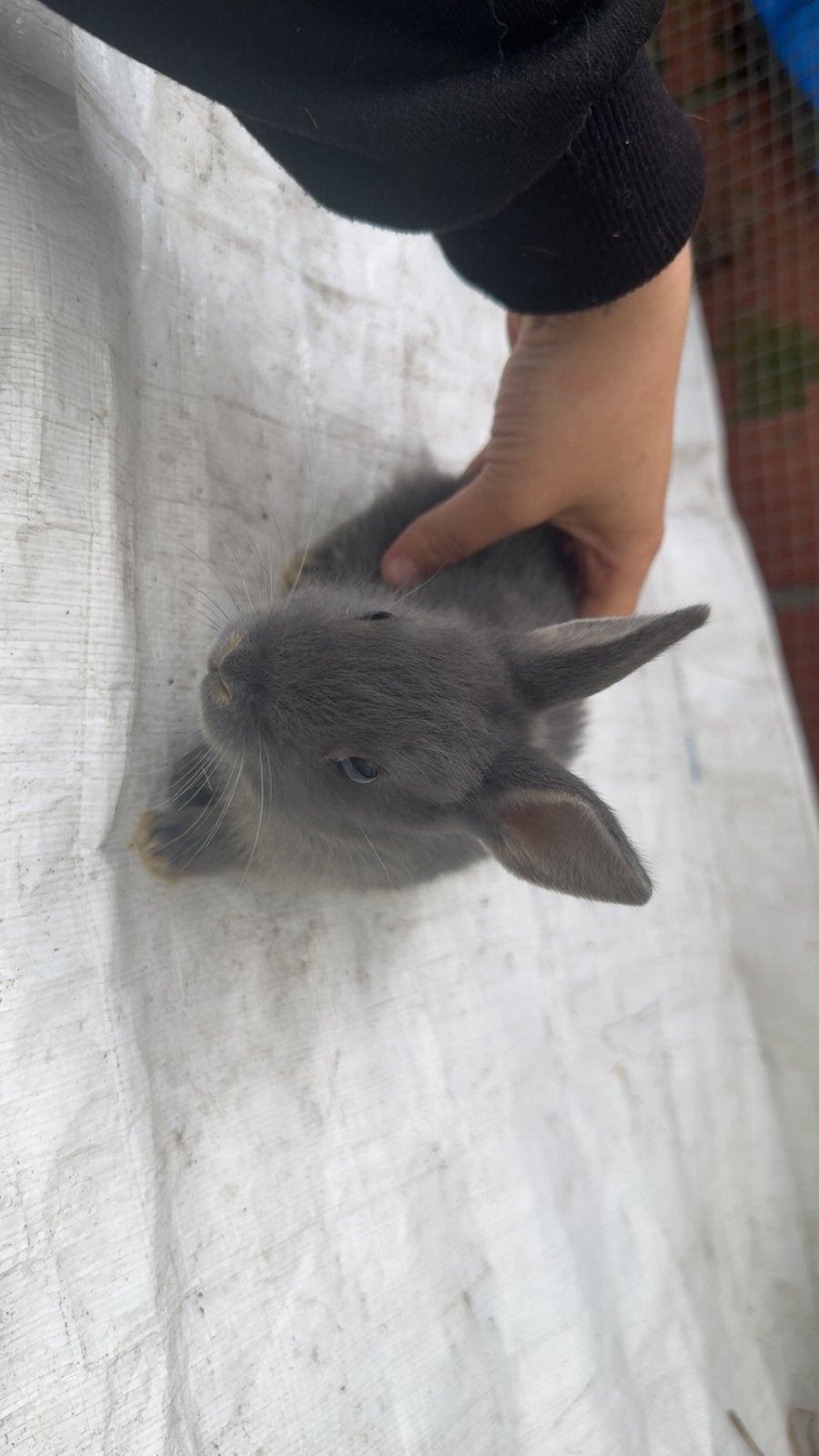 Lapin nain, Animaux & Accessoires, Enlèvement, Autres types