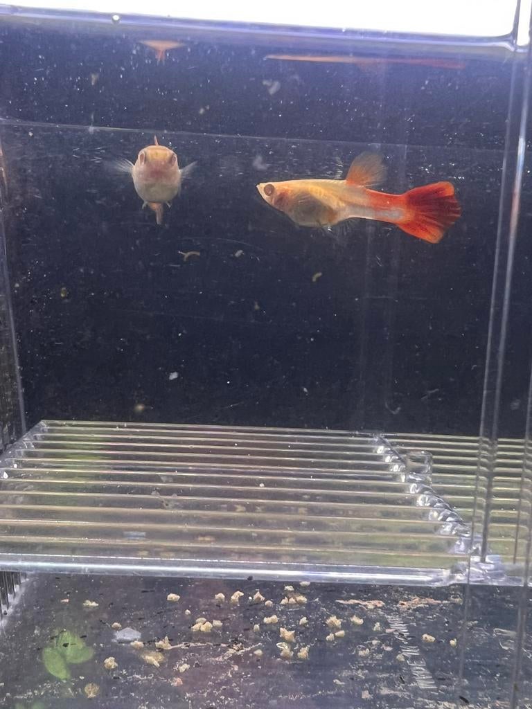 Guppys baby, Dieren en Toebehoren