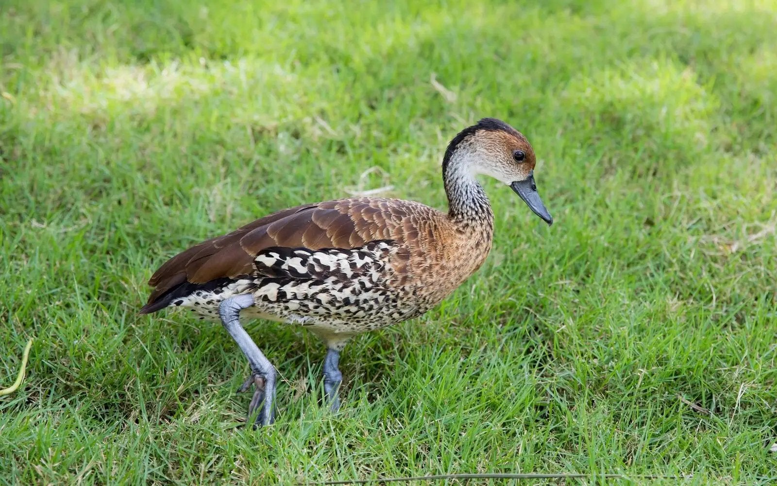 Gezocht: mannelijke cuba boomeend, Dieren en Toebehoren, Pluimvee