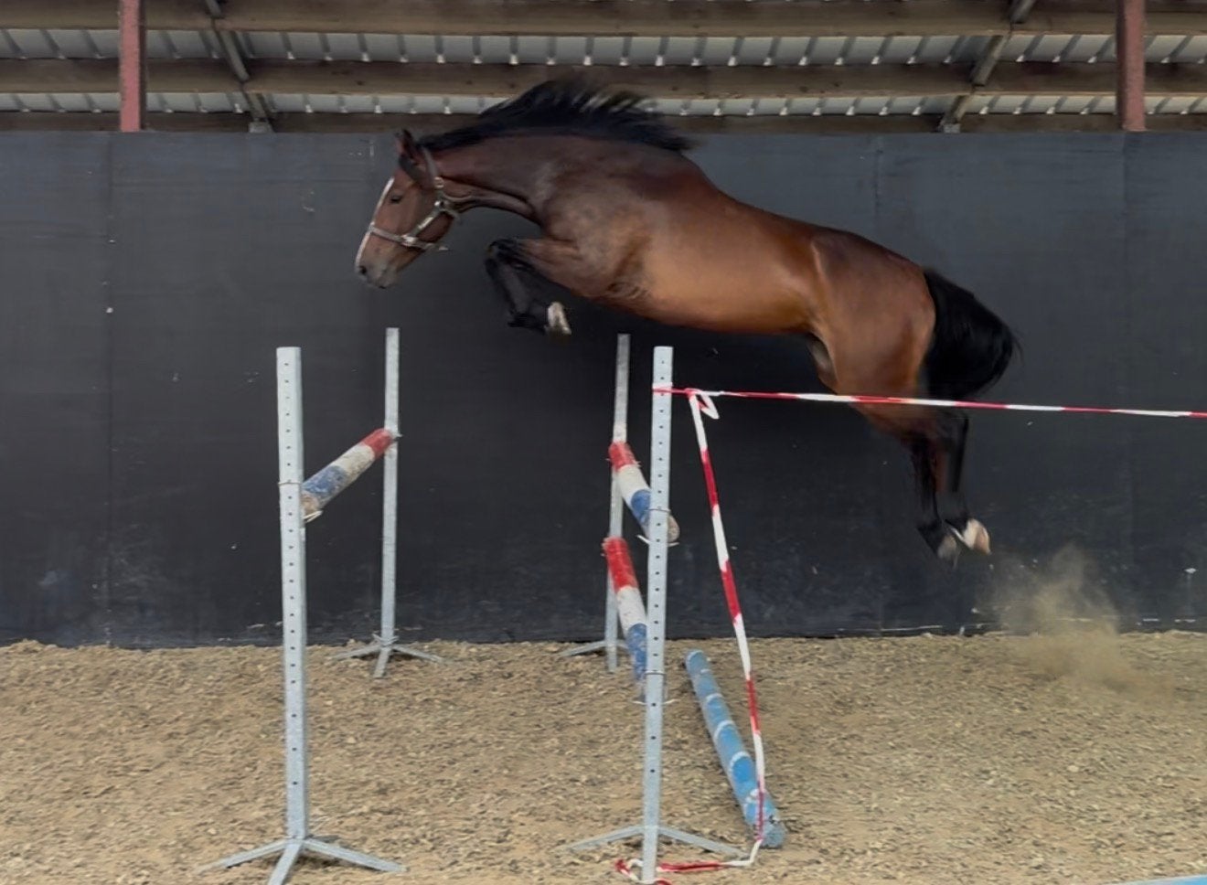 3jarige springmerrie, Dieren en Toebehoren, Paarden, Merrie, Springpaard, Met stamboom, Zadelmak