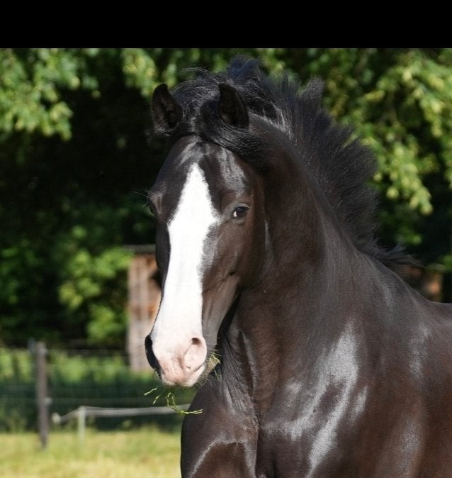 7 jarige merrie v.Desperado, Dieren en Toebehoren, Merrie, Met stamboom, Dressuurpaard, 7 tot 10 jaar