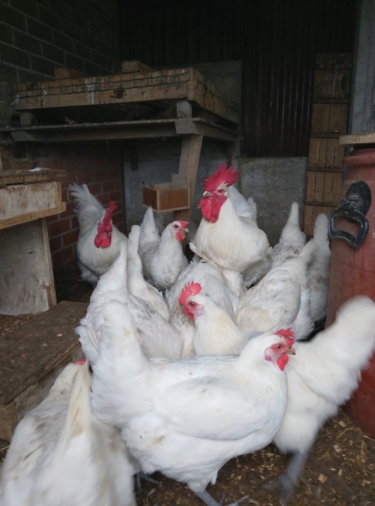 Broedeieren Poule de Bresse, Animaux & Accessoires