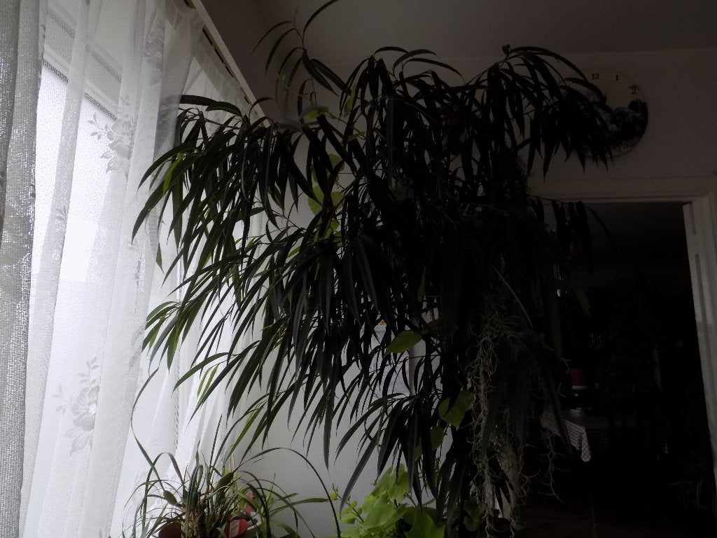 plante d'intérieur, Ficus, En pot, Enlèvement, 100 à 150 cm