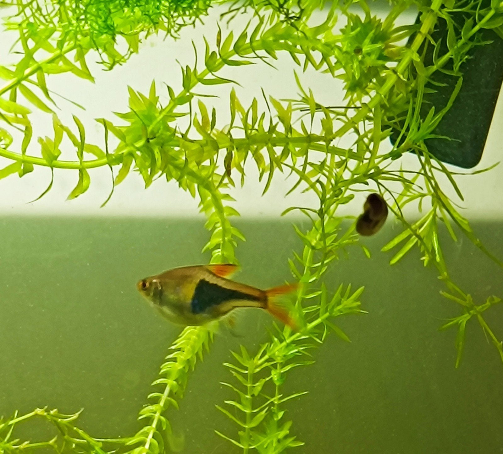 RUILEN 6 Gezonde aquariumvissen (GloFish, Kegelvlekbarbeel,, Dieren en Toebehoren