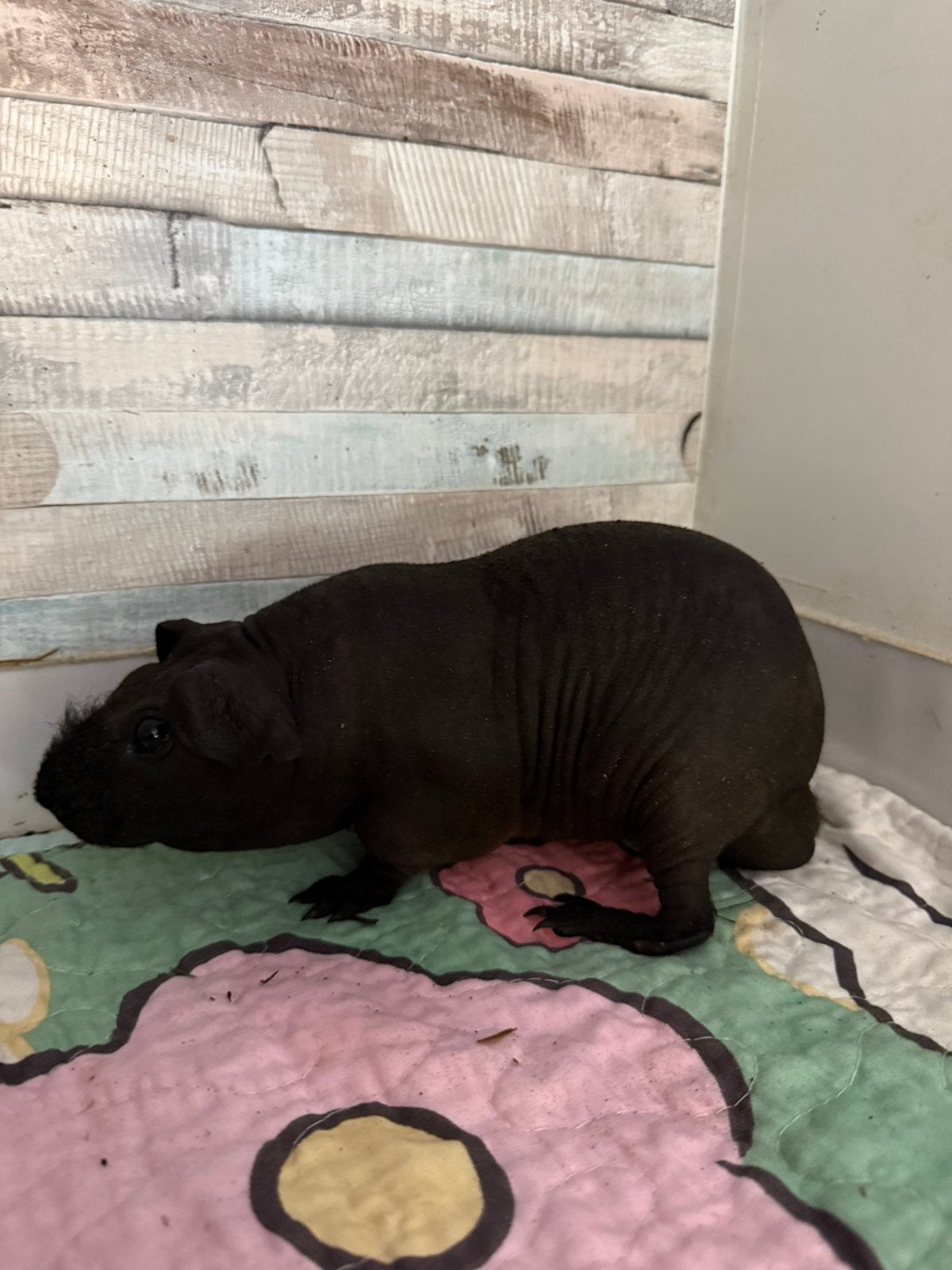 3 skinny cavia beertjes, Dieren en Toebehoren, Cavia, Mannelijk, Januari, Tam