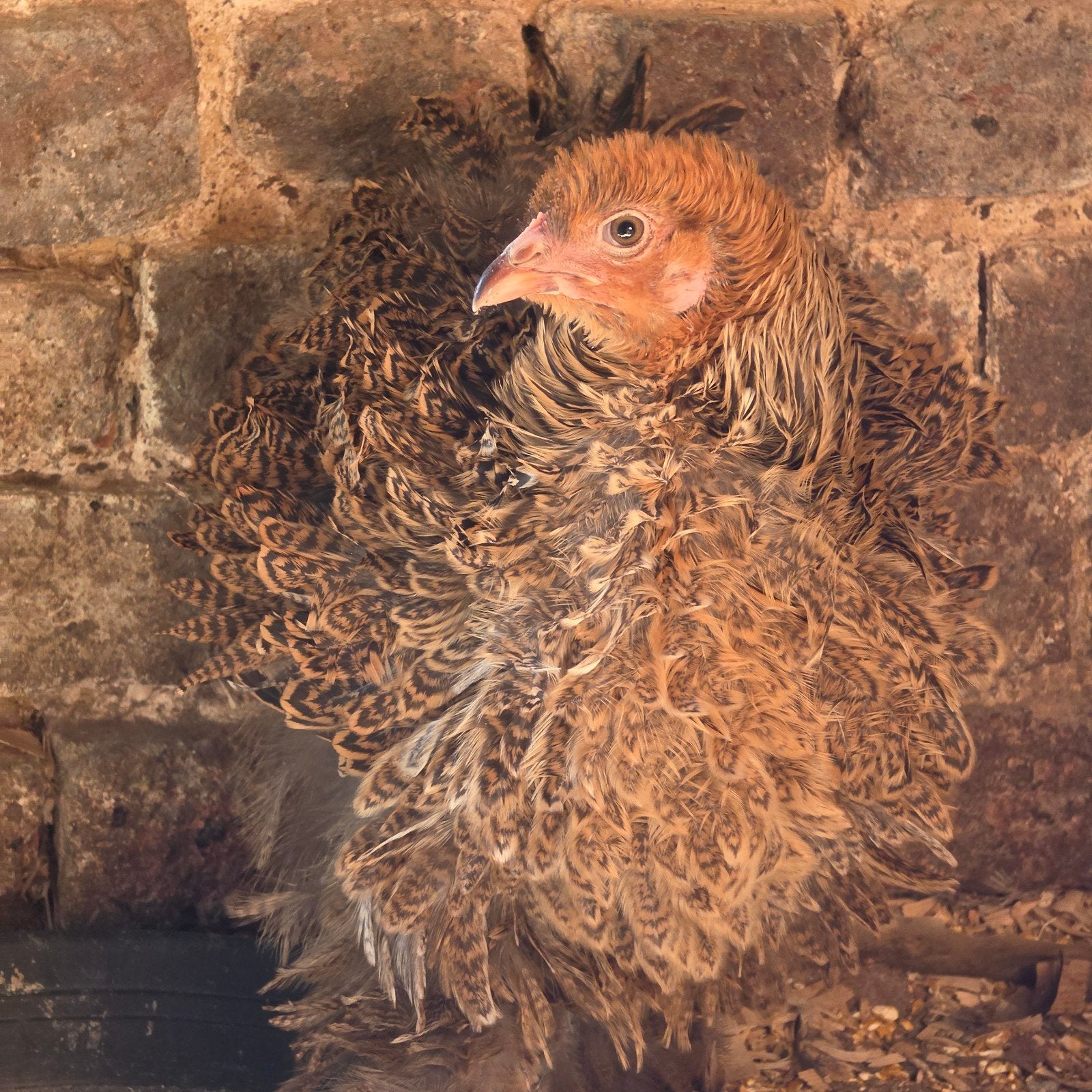 Brahma goudpatrijs krul- & gladveer, haan/hen, Dieren en Toebehoren, Pluimvee