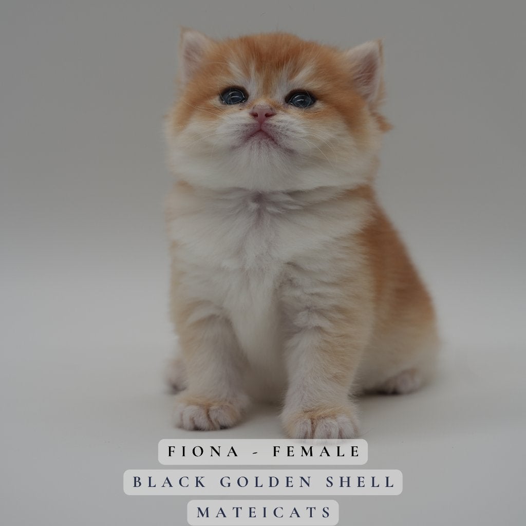 British Shorthair Black Golden + Lilac Golden + Point, Plusieurs animaux, Avec pedigree, 0 à 2 ans
