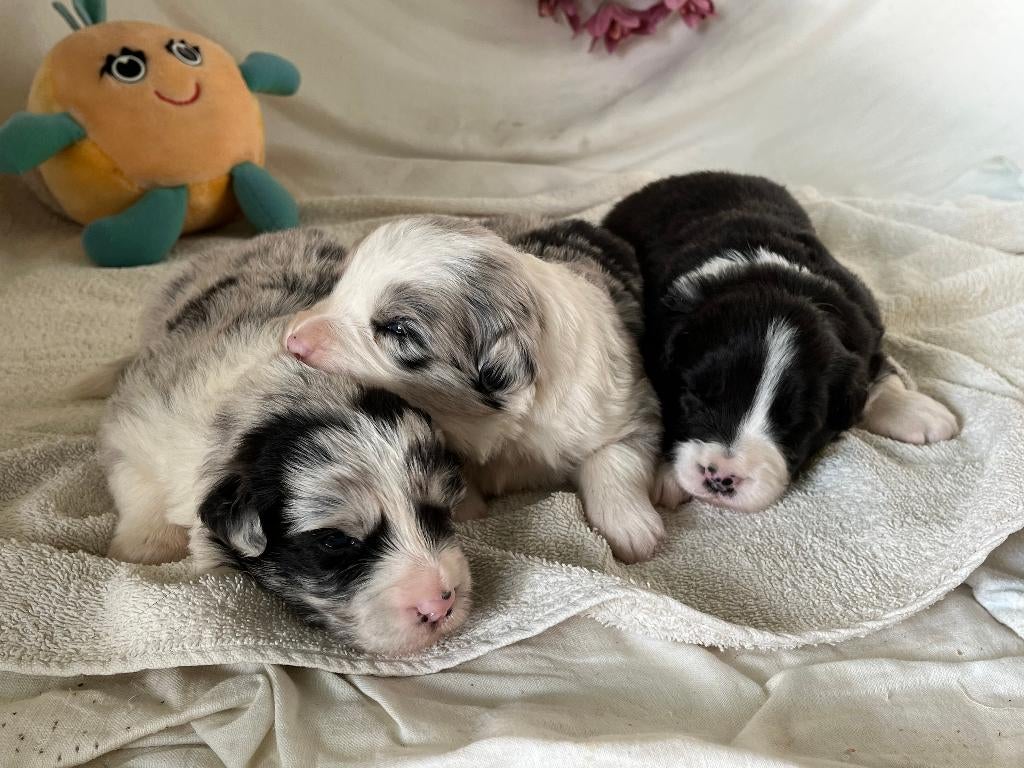 border-colliepups, Animaux & Accessoires, Chiens | Bergers & Bouviers, Plusieurs animaux, Colley, Éleveur | Loisir, Un chien, Belgique