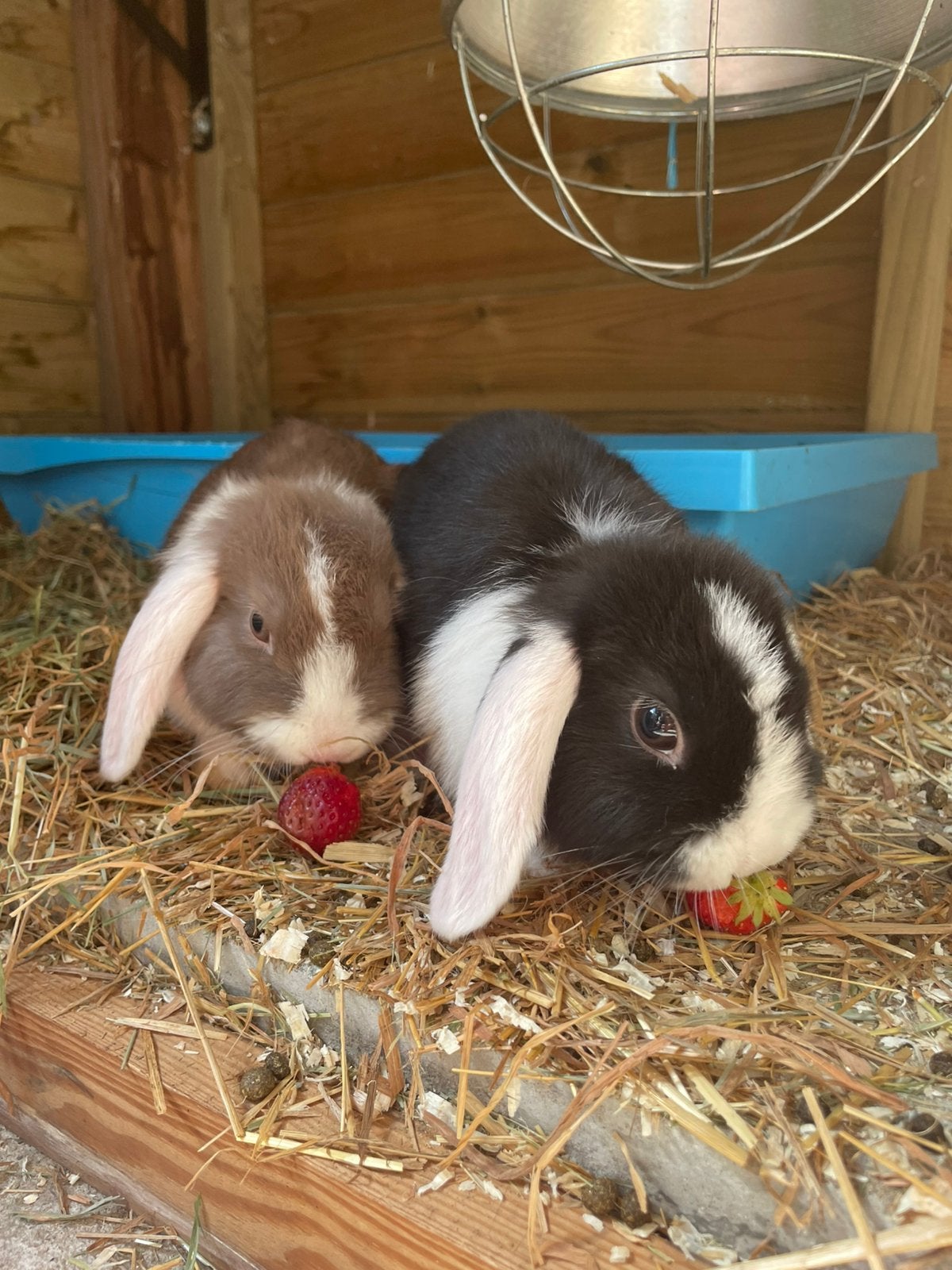 2 jonge konijntjes te koop, Dieren en Toebehoren, Hangoor