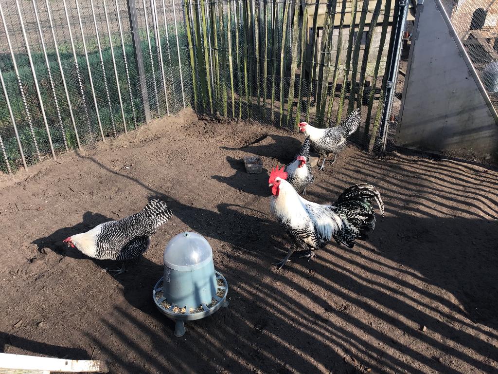 Broedeieren van Zilverbrakel en vorwerk, Geslacht onbekend, Kip