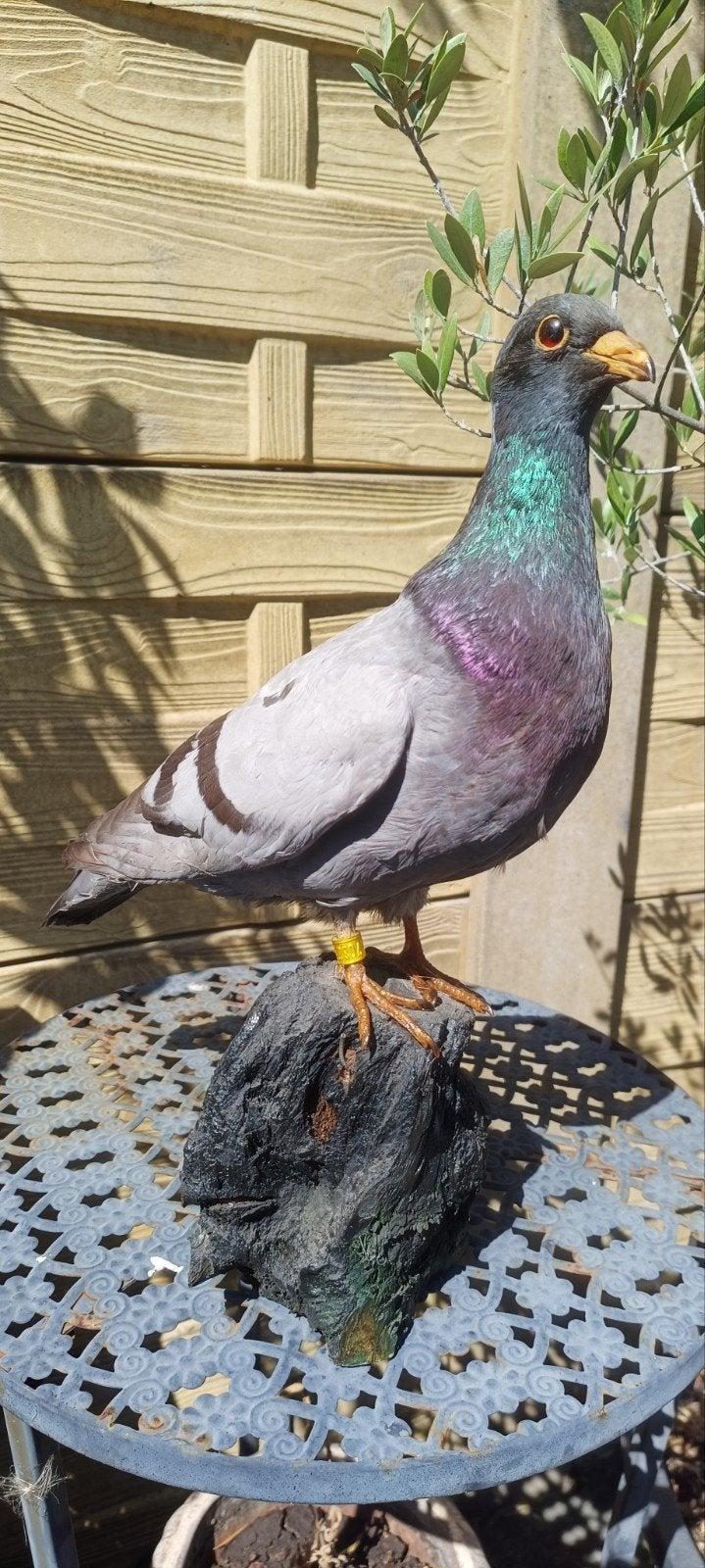opgezet duif vogel taxidermie, Dieren en Toebehoren, Vogels | Duiven